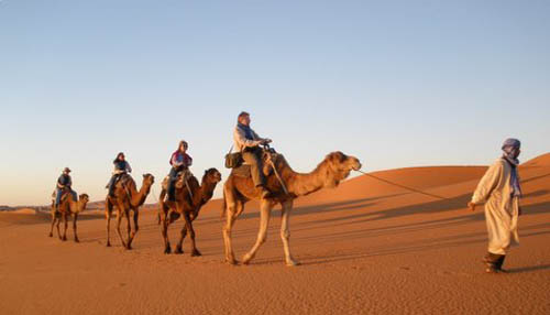 Camel treking in the Sahara